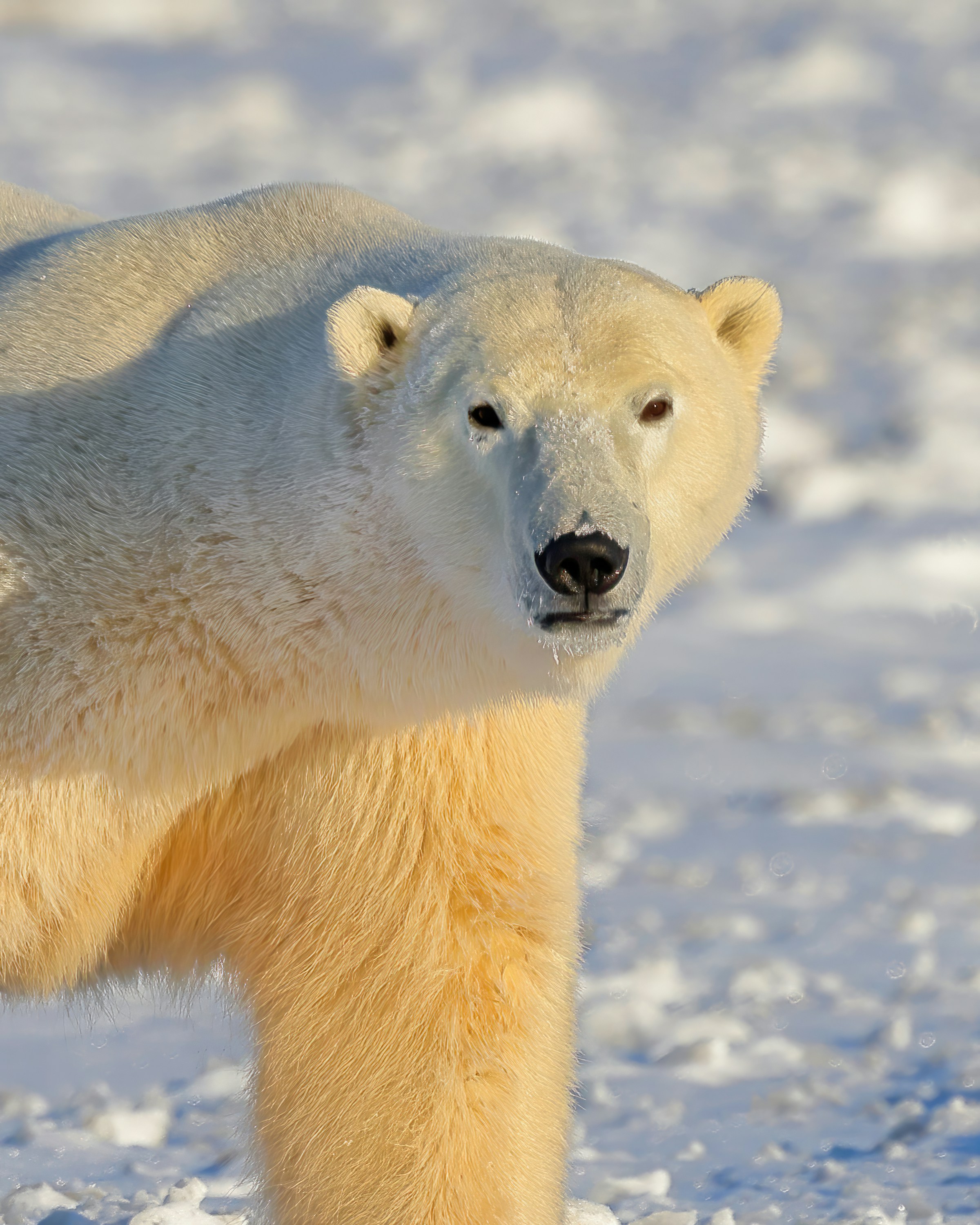 A wild polar bear on the snow near Churchill, Manitoba