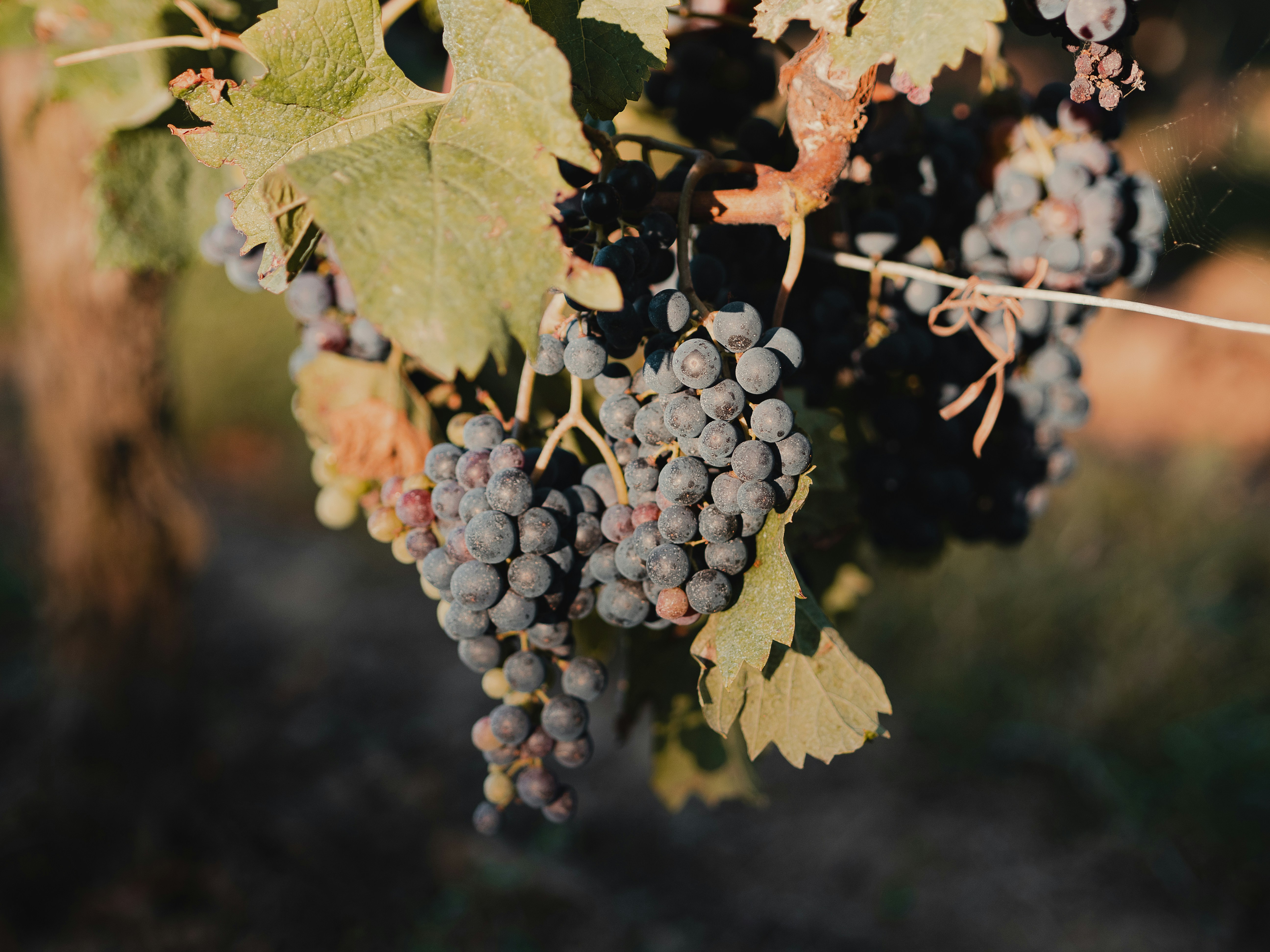 Ripe wine grapes on the vine in a French vineyard