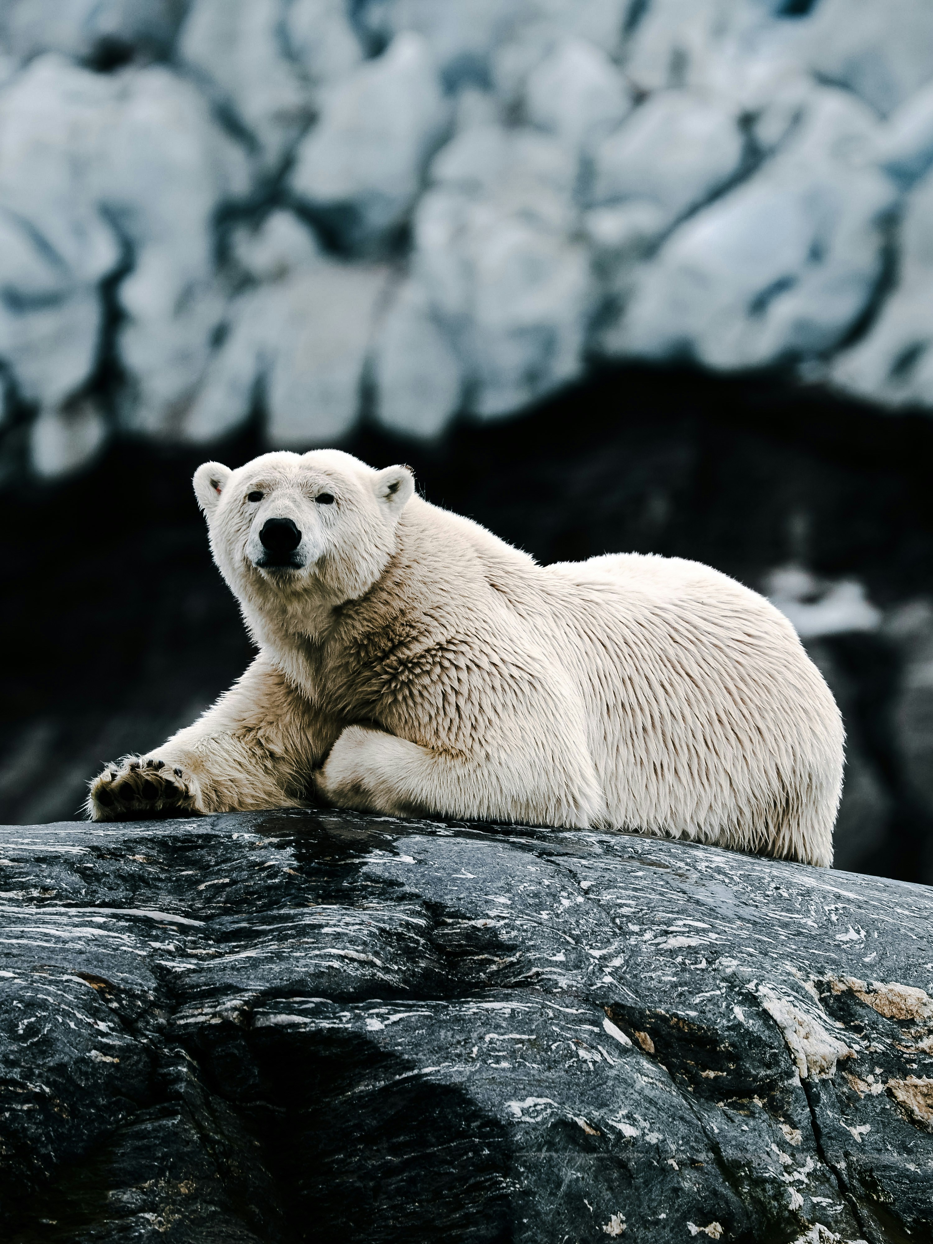 A polar bear walking across the ice in Svalbard, Norway