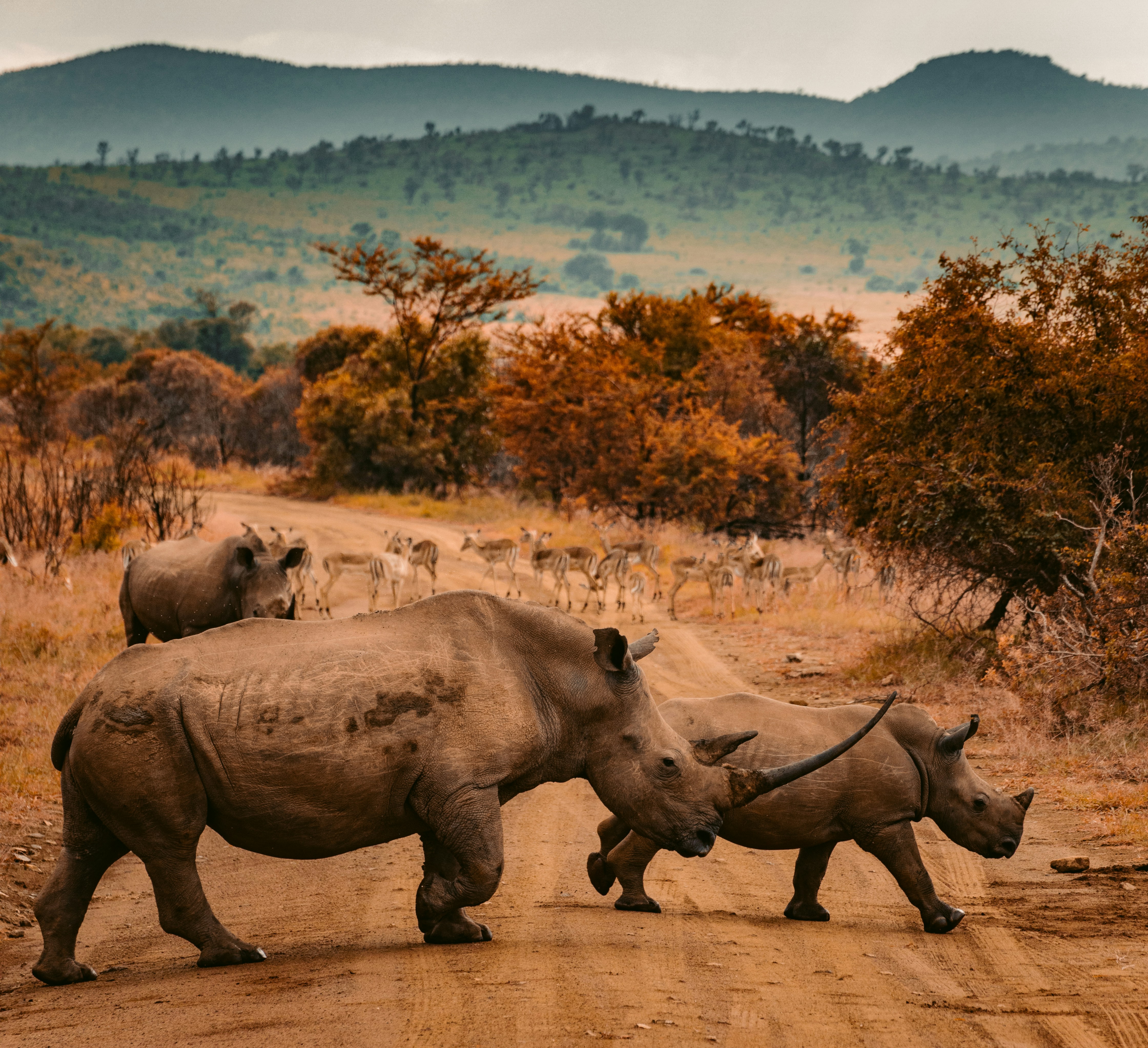 White rhinoceroses grazing on the South African savanna