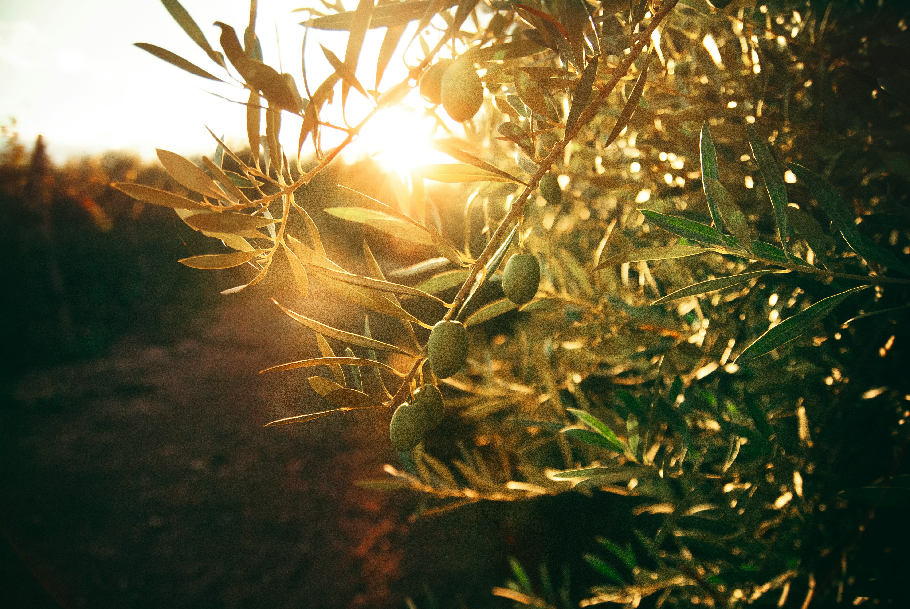 Olive tree branches heavy with fruit, backlit by golden afternoon sun filtering through the leaves